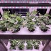 Hydroponics Growing System,3 Tiers 42 Pods Indoor Garden Kit with 6 PCS of Grow Lights for Vegetables,Herb,Fruit