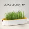 Hydroponic Cat Grass Box Plastic Tray Cat Grass Growing Kit Cat Grass Planter Hydroponic Cat Grass Box Cat Grass Sprouter Tray Interactive Cat Toy Win